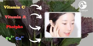 Tắm lá tía tô có tác dụng gì?