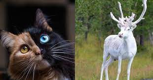 Maybe you would like to learn more about one of these? 23 Cool Animals You Can Meet Once In A Lifetime Small Joys