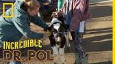 An adventurous girl, a young blind hermit and a goofy two headed dragon race to find the lost sword excalibur to save king arthur and camelot from. The Incredible Dr Pol Nat Geo Wild Youtube