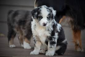 The more effort you put into your puppy the more it will be able to become the dog that is best fitted for you. Akc Australian Shepherd Australian Shepherd Akc Aussie Puppies Bigfork Mt Blue Merle Male Aussie Puppy For Sale
