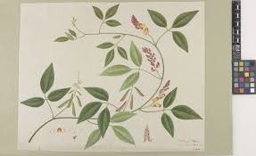 Image result for Vigna comosa