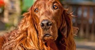 Irish Red Setter Houndlounge Co Uk Houndlounge Co Uk Irish Red Setter Irish Setter Golden Retriever