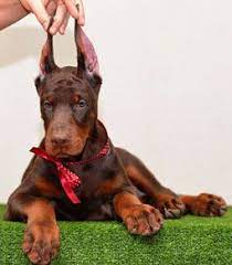 We did not find results for: Red Doberman Puppy For Sale Red Doberman Pinscher Doberman Pinscher Dog Doberman Puppies For Sale