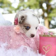 Red and white with blue eyes. Facebook