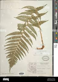Image result for Dryopteris kilemensis