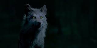 Werewolf Anatomy According To Vampire Diaries Cbr