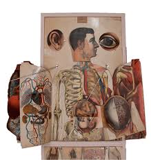Charts & posters temporarily sold out v click on notify me v. The Apotheosis Of The Dissected Plate Circulating Now From Nlm
