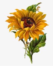 Digital scrap kits, commercial elements, templates, overlays, papers, psp scripts, clipart, 3d poser, digital painted collections, cluster frames, card making, backgrounds, exclusive products and much more! Sunflower Clipart Png Images Free Transparent Sunflower Clipart Download Kindpng