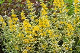 Image result for Lysimachia