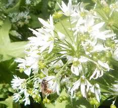 Growing native plants adds beauty and important habitats for wildlife, especially for pollinators. Gwslj8lpcmvdam