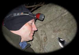 Japanese Crested Murrelet
