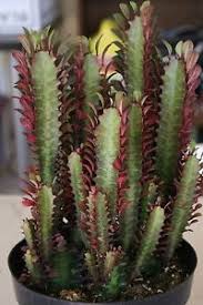 Image result for euphorbia