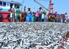 If they are not too big, you can eat everything, but otherwise they come off the bone easily once cooked. Popular Fish Sardine Is Now Anti Hero In Kerala Deccan Herald