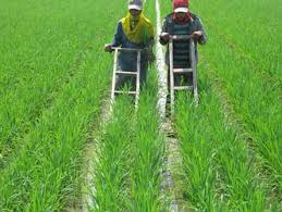 Menjadi salah satunya type rumput pakan ternak, rumput grinting memang baik untuk kesehatan hewan ternak. Macam Macam Gulma Rumput Padi Sawah Cara Membasmi Gulma Tanaman Padi Berita Pertanian Mitalom