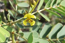 Image result for Senna italica