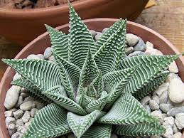 Haworthiopsis Limifolia Var Striata World Of Succulents Succulents Planting Succulents Rare Succulents