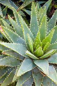 I recently put my aloe plant outside from the winter months.its getting like a purplish color.i have your aloe look perfectly normal to me james lee. Pin On My Garden