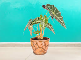 Alocasia Amazonica Care Growing Watering Requirements Propagation Plant Index