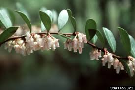 Image result for Rawsonia lucida