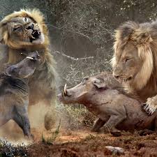 Dozy warthog stumbles into pride of lions for a SECOND time - and ends up as the mane course - World News - Mirror Online
