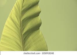 Maybe you would like to learn more about one of these? Suchen Sie Nach Light Green Spiral Banana Leaf On Stockbildern In Hd Und Millionen Weiteren Lizenzfreien Stockfotos Illustrationen Und Vektorgrafiken In Der Shutterstock Kollektion Jeden Tag Werden Tausende Neue Hochwertige Bilder Hinzugefugt