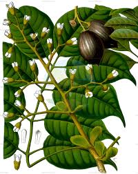 Image result for Burseraceae