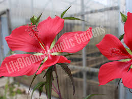 Image result for Hibiscus reekmansii