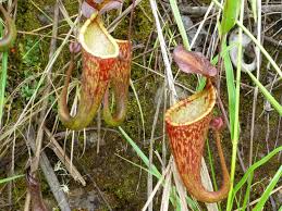 Image result for Warneckea sansibarica