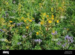 Image result for Guizotia