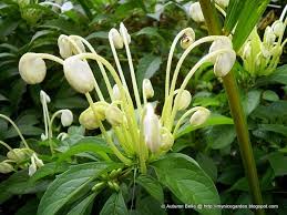 Image result for Clerodendrum incisum