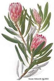 Botanical Illustration Protea Art Botanical Art Flower Drawing