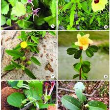 Image result for Melhania randii