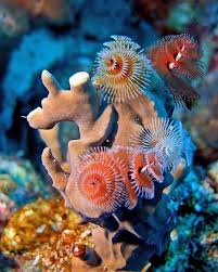 Christmas Tree Worm Lives On Tropical Coral Reefs Around The World Animals Places Wildlife Wildlifeplanet Sea D Ocean Creatures Sea Creatures Sea Life