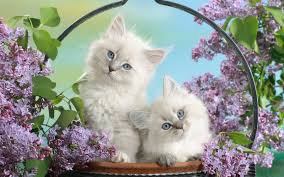 We're not sure where ninja cat will turn up next, but we'll be there to cover it. 20 Free Cute Cat Hd Wallpapers Designmaz