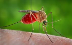 Information on west nile virus. Detectado Dois Casos De Virus Do Nilo Em Cavalos Em Cadiz E Huelva Equisport