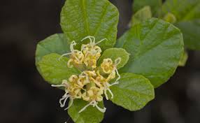 Image result for Cordia monoica