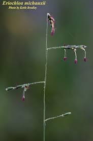 Image result for Eriochloa meyeriana