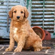 We have a variety of colors for these sweet and loving pups. Mini Labradoodle Puppies For Sale Greenfield Puppies