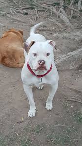 Look at pictures of french bulldog puppies who need a home. Pin On Dogs For Adoption