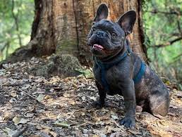 What else should you know about the blue french bulldog? Why Is The Blue French Bulldog So Special K9 Web