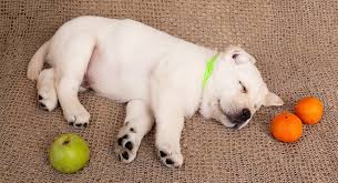 Only offer tangerine to your dog as an occasional treat. Can You Give Dogs Oranges Kinetikhane Com