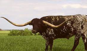 This Massive Texas Longhorn From Kansas Is A World Record Holder Texas Hill Country Texas Longhorns Longhorn Discovery Animal