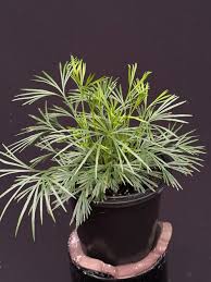 Image result for Actiniopteris