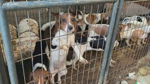 Don't buy puppies from stores!! Adair County Woman Pleads Not Guilty In Alleged Puppy Mill Bust Whas11 Com