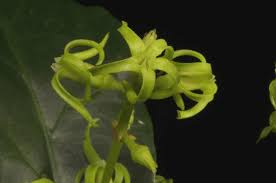 Image result for Oncinotis glabrata