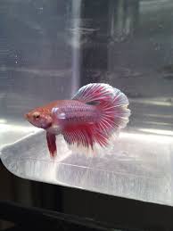 My Home Grown Baby Boy Fish Pet Betta Pets