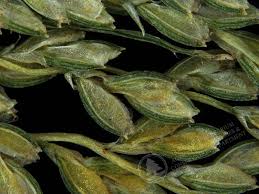 Image result for Cyperus tenuiculmis