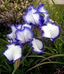 White Iris With Purple Edge It S Hard To Choose A Favorite Flower Tarahuttonsgarden White Iris Michigan Gardening Flowers