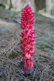 This holiday is the springboard for spring flower arrangements, as we will now be seeing bright, vibrant colors in our bouquets compared to the subdued pastel shades of winter. Sarcodes Wikipedia