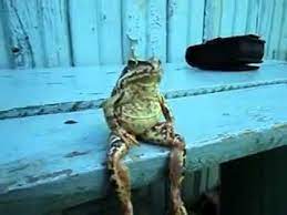 Well, it seems this frog has somewhat learned something from humans and now he follows the same technique and sits on bench exactly how a human would sit on. A Frog Sitting On A Bench Like A Human Funny Frogs Tired Animals Frog Sitting